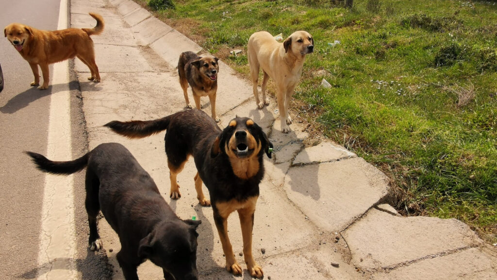 Sahipsiz Sokak Köpekleri