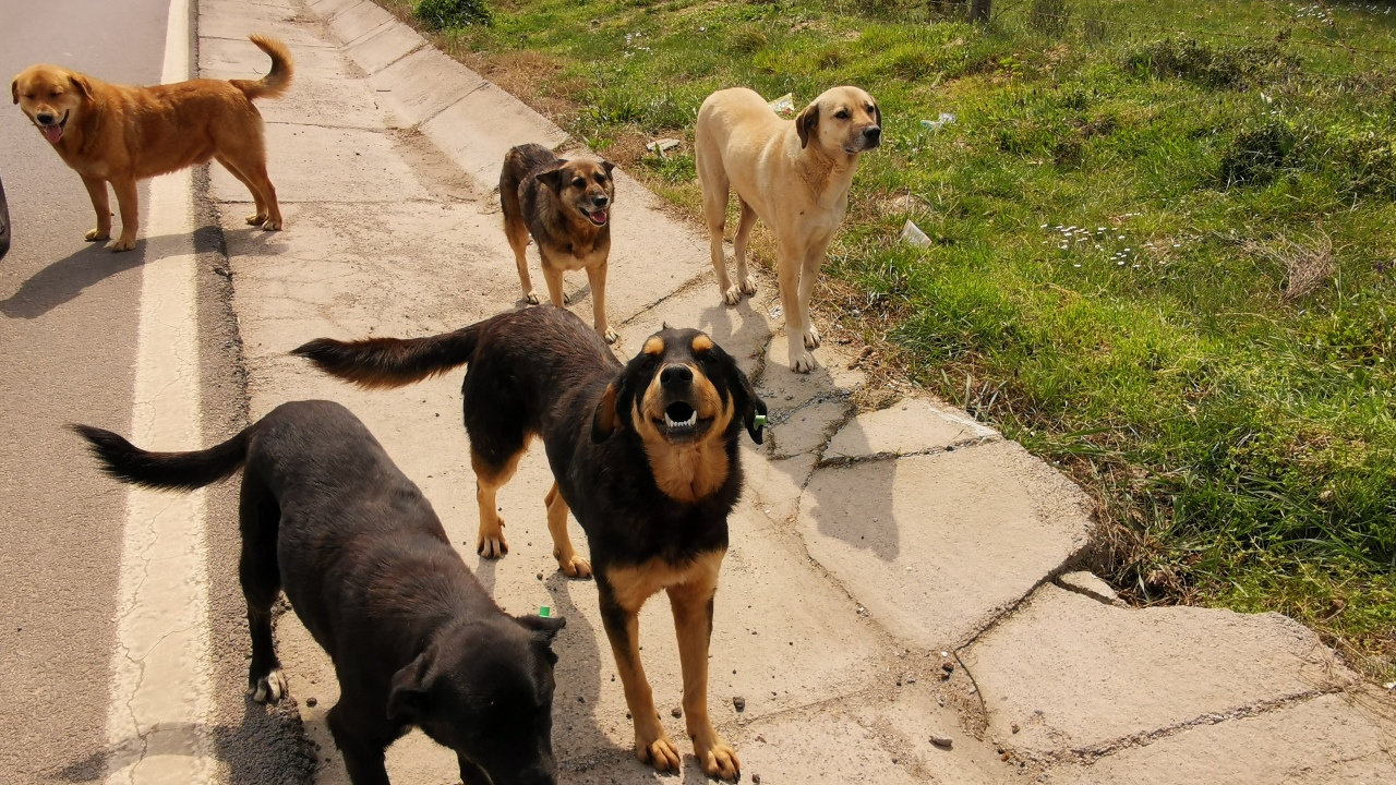 Sahipsiz sokak köpekleriyle ilgili